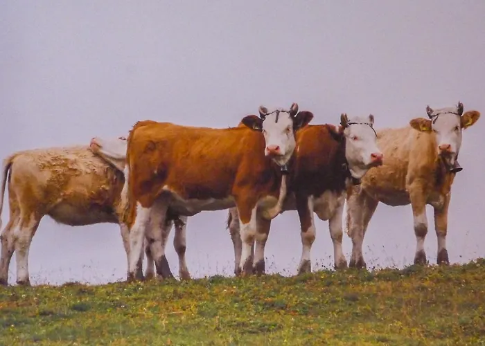 Eiger-1 By Interhome * Grindelwald